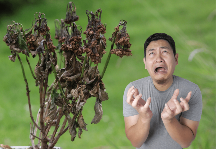 Les associations de plantes qui ne fonctionnent pas